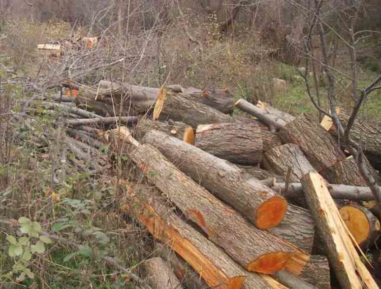 21 смърча повалени незаконно край Чепеларе