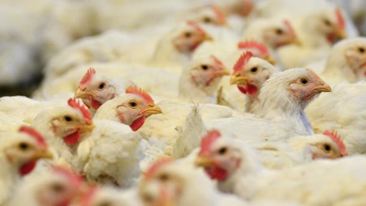 Русия забранява вноса на птичи продукти от България