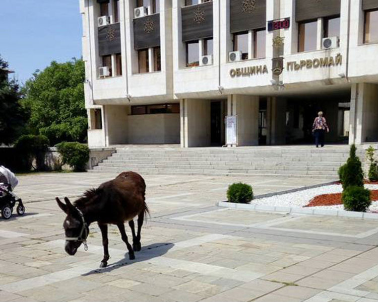 Фейсбук закипя след публикуване на снимки на магаре пред общината