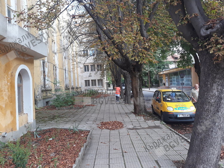 Кестените до Тютюневия монопол изсъхнаха, съдбата им неясна