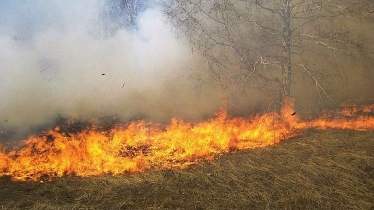 Горят сухи треви и отпадъци, пожарникарите спасяват селскостопанска сграда с животни и 10 декара гора