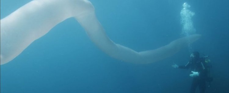 Гигантско морско създание заснето от водолази (видео)