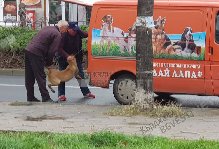Граждани реагират гневно за нехуманно отношение към бездомните кучета в Кърджали
