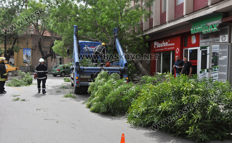 Камион повали неокастрено дърво в Хасково