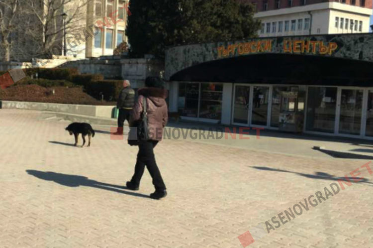 Приемат нова Наредба за регистрация на домашните и намаляване популацията на уличните кучета в Асеновград