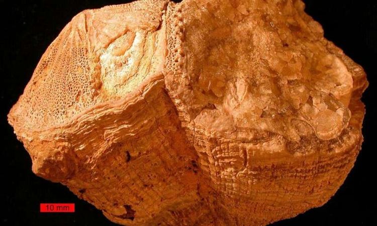 Годината имала 372 дни, океаните били горещи, а Луната - по-близо, разкрива древна черупка