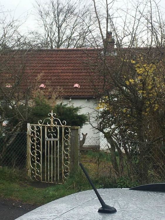 Диви животни се появиха по опустелите улици на градовете в карантина (видео)