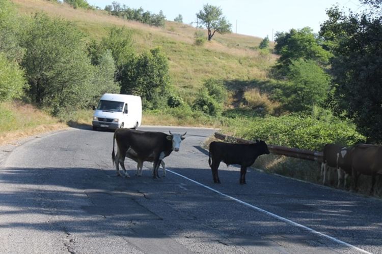 Поредната катастрофа с крава на пътя, този път при Плазище