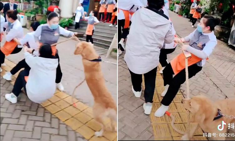 Голдън ретривър се включи в игра на теглене на въже