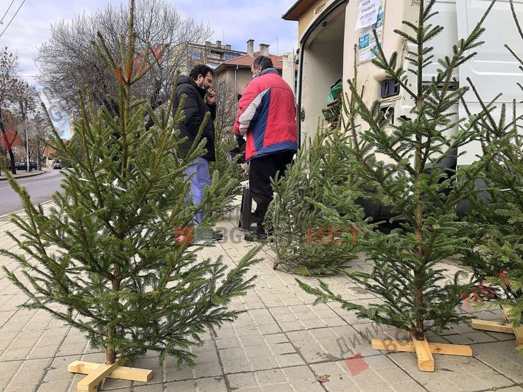 Над 20 години Бойко от смолянско носи коледния дух в Димитровград с коледни дръвчета за празника