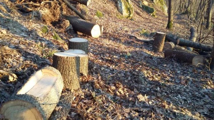 Установиха незаконна сеч на 70 дървета в землището на Чепеларе