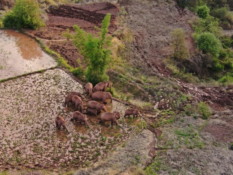 Стадо слонове пътува през Китай повече от година и никой не знае защо