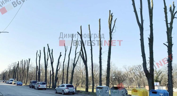  "Рязането на главата" убива ли дърветата в Димитровград?