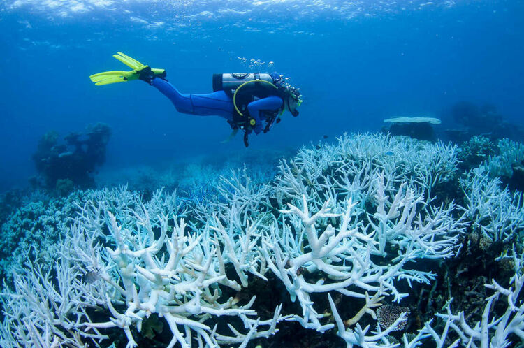 Над 90 процента от коралите в Големия бариерен риф са избелели