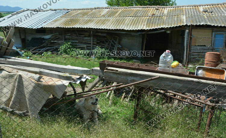 БАБХ на проверка във Въгларово, след инцидента с нахапаното от куче дете