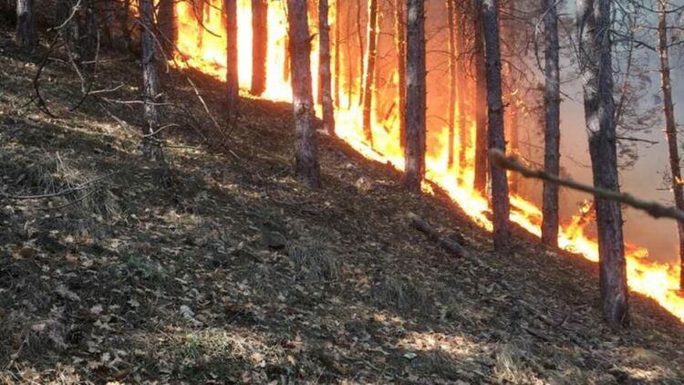 Пожароопасен сезон е! Забраниха паленето на огън в горите и резрватите