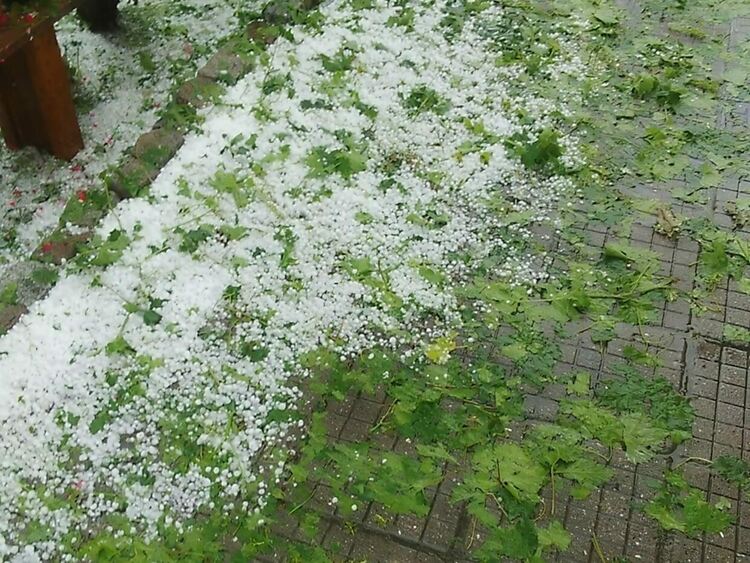 Над 420 хил. лева получиха стопаните с напълно или частично унищожена реколта от градушката в Садово
