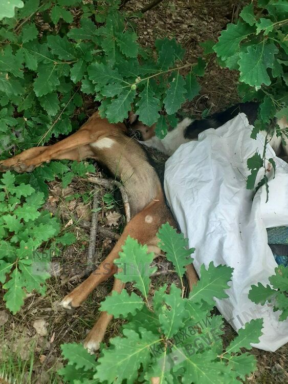 Образуваха досъдебно производство срещу убиеца на двете кучета в Рани лист