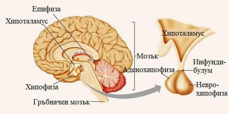 Ние не можем да пътуваме в чужбина, но поне органите ни могат - проф. д-р Даниела Колева за износа на хипофизи през 1980-те