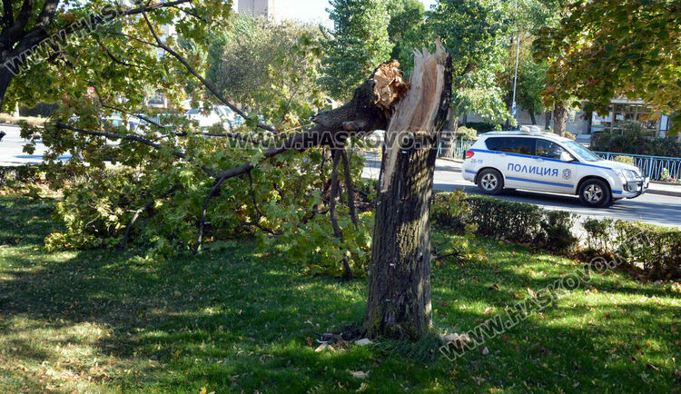 30 сигнала за паднали дървета, ламарини и опасни предмети в Хасковско