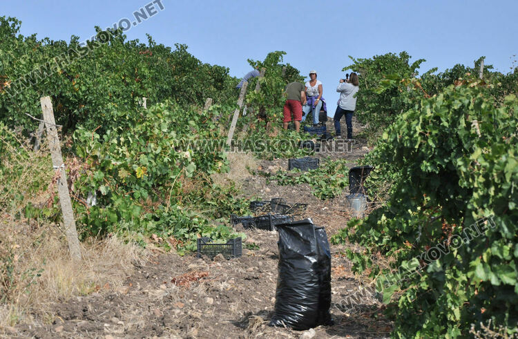 Жена открадна грозде от лозе, друга задигна пари от къща