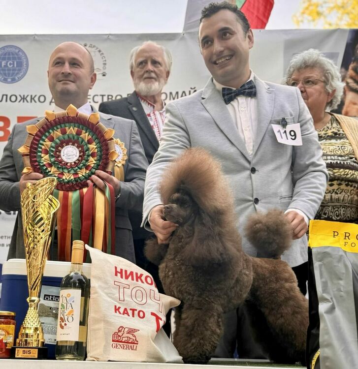 Пудел е големият победител в киноложката изложба