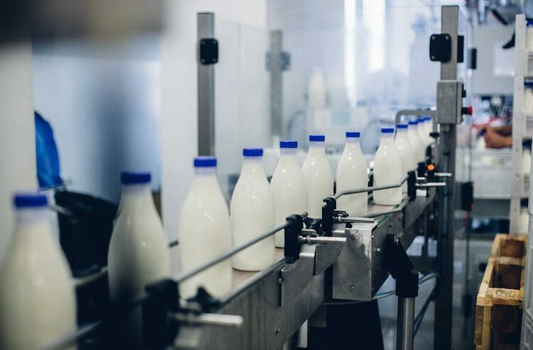 От къде идват млякото и млечните продукти, които ядем