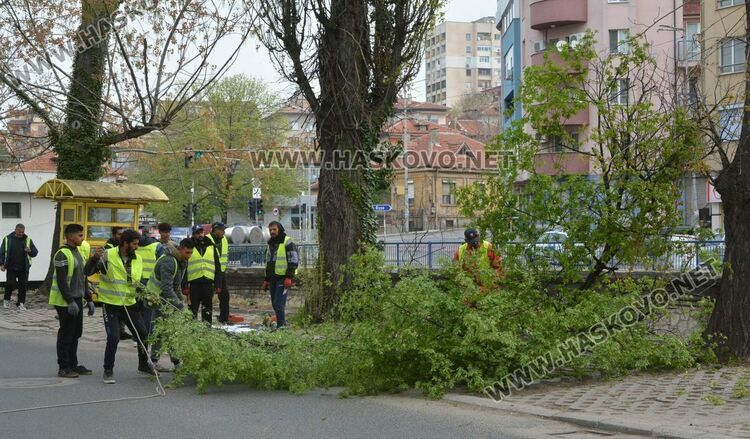 Утре в 8 часа започва рязането на старите тополи в центъра на Хасково 