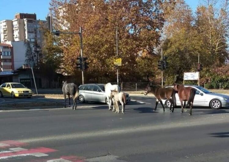 Безпризорни коне затрудняват възлово кръстовище във „Веселчане“