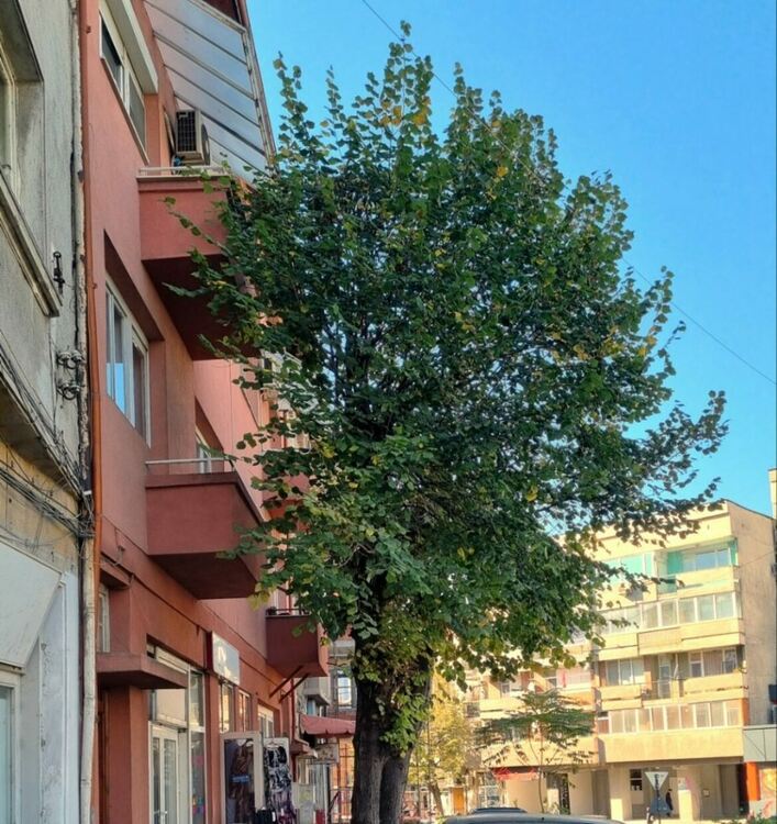 Започна есенно-зимното кастрене на дърветата в Асеновград 