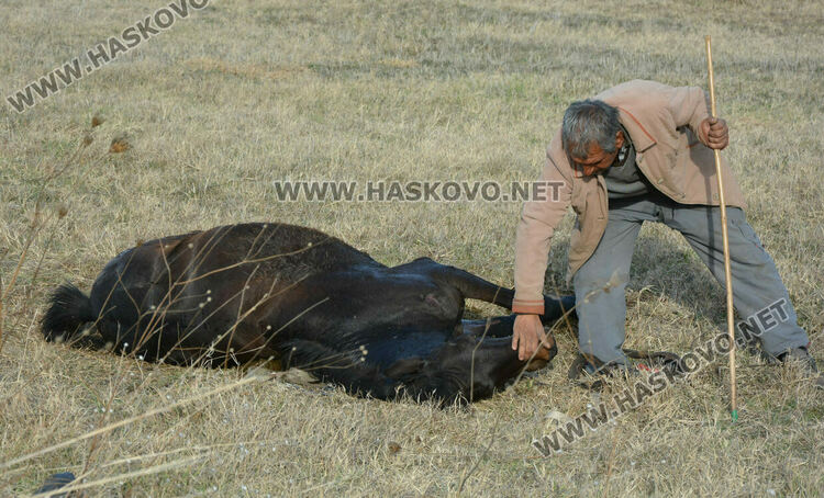 Водач блъсна и рани кон, изскочил на пътя 