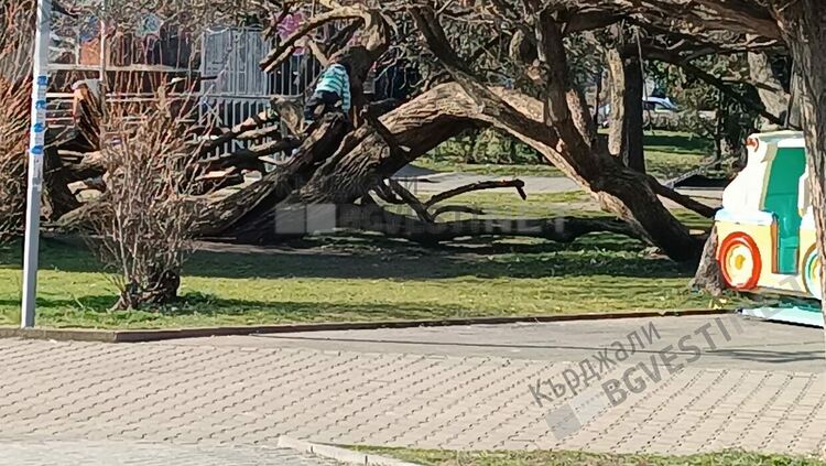 Естествена катерушка привлича деца в Градската градина в Кърджали