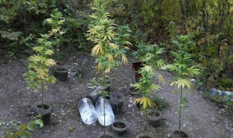 Задържаха мъж за отглеждане на канабис