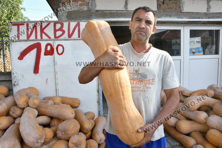 Богата реколта от тикви в Горски извор – пораснаха над 1.2 метра