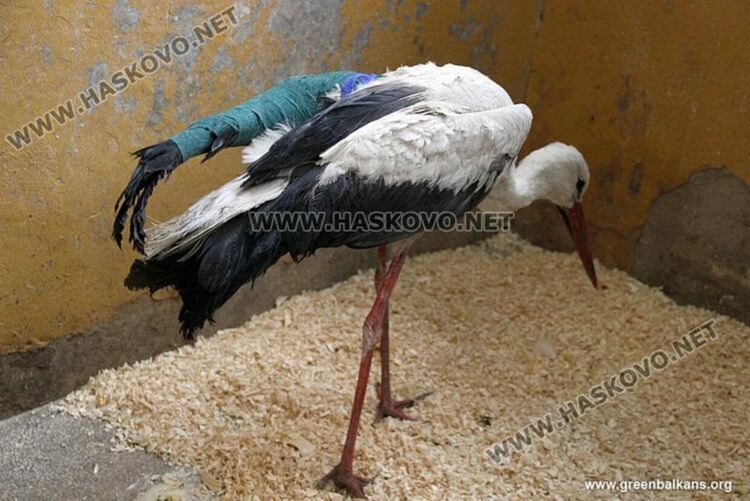 Спасиха 22 диви животни през юни, РИОСВ санкционира водните дружества в Хасково и Кърджали