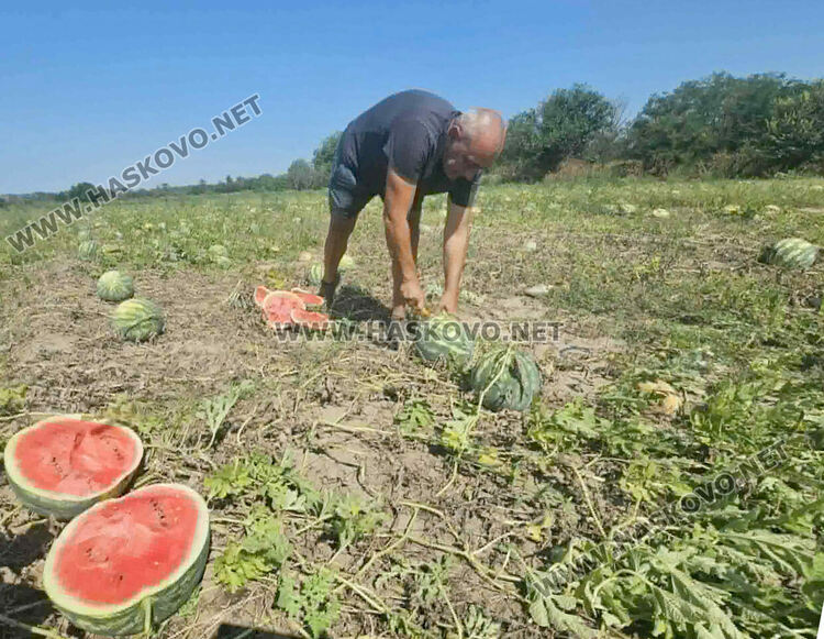 Кило диня на борсата е 8 цента, но прекупвачи няма