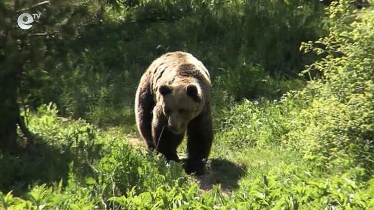 Седем проверки за щети от мечки са извършени в Смолянска област през юли