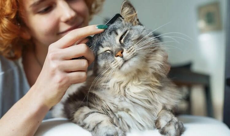 8 август – Отбелязваме международния ден на котката